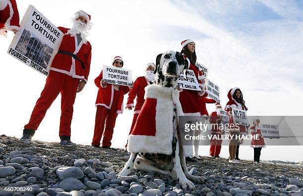 Dog is pictured during a demonstration of members of the French anti-fur group "CAFT" , dressed up as Santa Claus, on December 20 on the beach in...