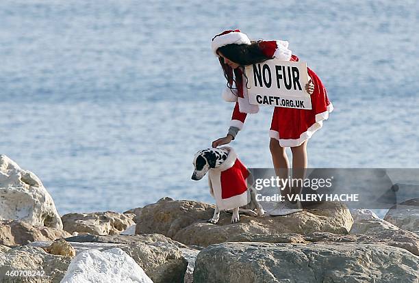 Member of the French anti-fur group "CAFT" , dressed up as Santa Claus, demonstrates on December 20 in Nice, southeastern France. AFP PHOTO / VALERY...