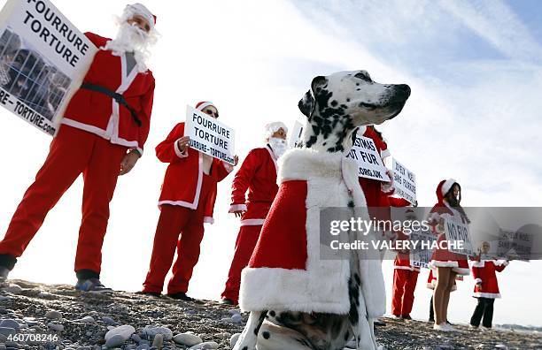 Dog is pictured during a demonstration of members of the French anti-fur group "CAFT" , dressed up as Santa Claus, on December 20 on the beach in...