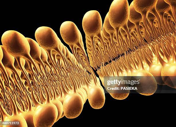 ilustraciones, imágenes clip art, dibujos animados e iconos de stock de cell membrane lipid bilayer, artwork - membrane