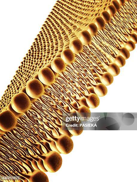 cell membrane lipid bilayer, artwork - phospholipid stock-grafiken, -clipart, -cartoons und -symbole
