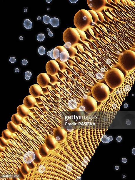 ilustraciones, imágenes clip art, dibujos animados e iconos de stock de cell membrane lipid bilayer, artwork - membrana celular