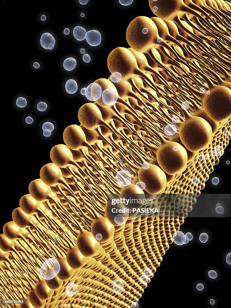 Cell Membrane Lipid Bilayer Artwork High-Res Vector Graphic - Getty Images