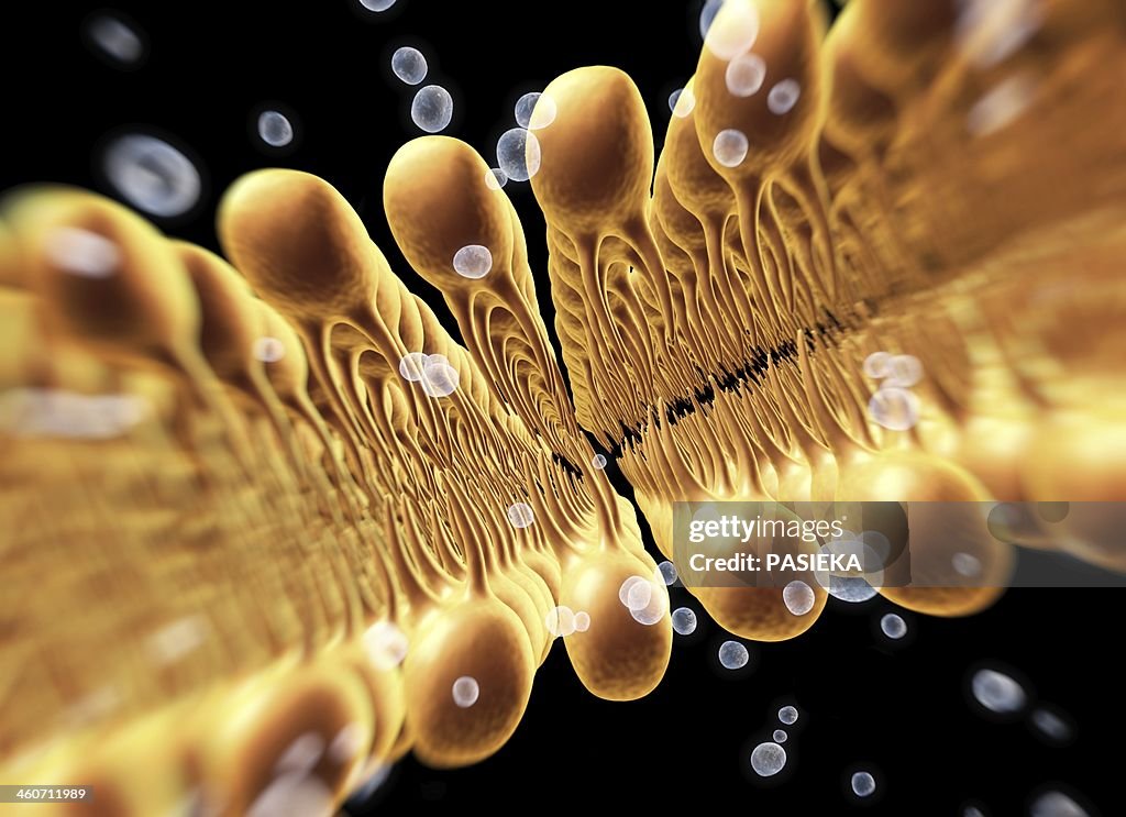 Cell membrane lipid bilayer, artwork
