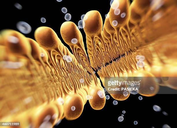 cell membrane lipid bilayer, artwork - membrane stock illustrations