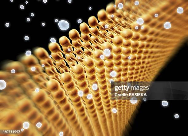 cell membrane lipid bilayer, artwork - membrane stock illustrations