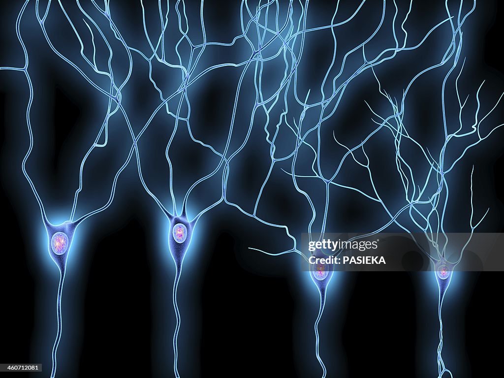 Nerve cells, artwork