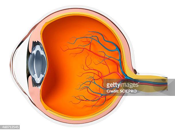 eye anatomy, artwork - eyeball stock-grafiken, -clipart, -cartoons und -symbole
