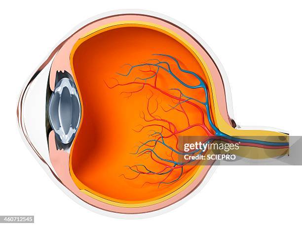 ilustraciones, imágenes clip art, dibujos animados e iconos de stock de eye anatomy, artwork - partes del cuerpo