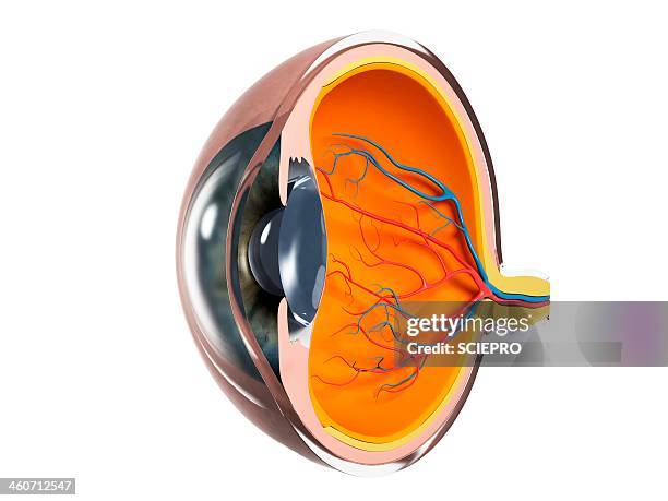 ilustrações de stock, clip art, desenhos animados e ícones de eye anatomy, artwork - corte transversal