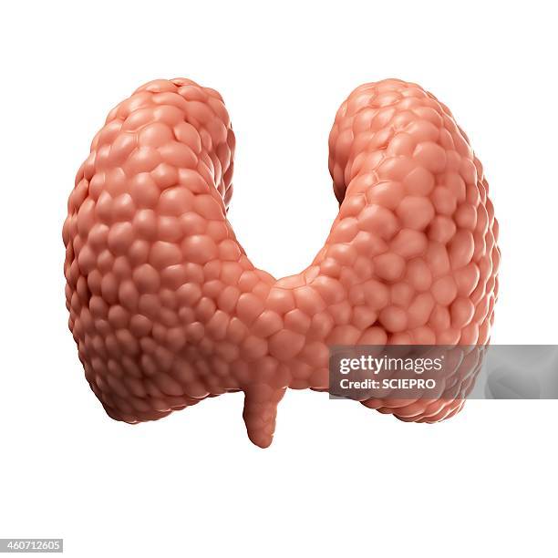 illustrazioni stock, clip art, cartoni animati e icone di tendenza di healthy thyroid gland, artwork - tiroide