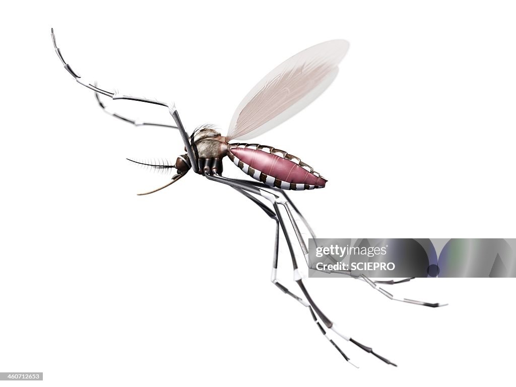 Flying mosquito, artwork