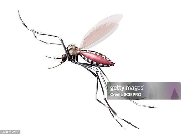 bildbanksillustrationer, clip art samt tecknat material och ikoner med flying mosquito, artwork - mygga