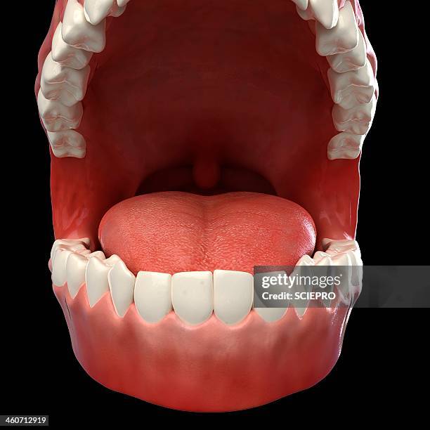 healthy teeth, artwork - human teeth stock illustrations