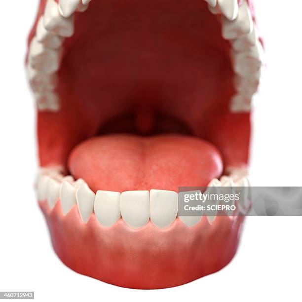 illustrations, cliparts, dessins animés et icônes de healthy teeth, artwork - langue humaine