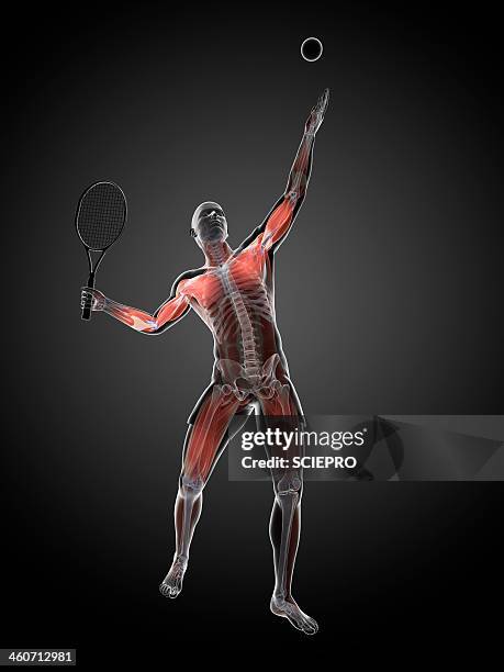 tennis player, artwork - human muscle stock-grafiken, -clipart, -cartoons und -symbole