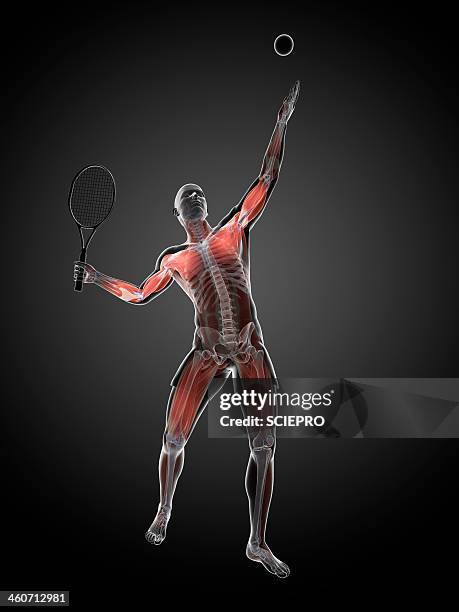 stockillustraties, clipart, cartoons en iconen met tennis player, artwork - human muscle