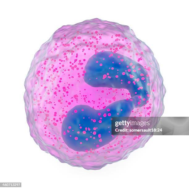illustrazioni stock, clip art, cartoni animati e icone di tendenza di eosinophil white blood cell, artwork - biochimica