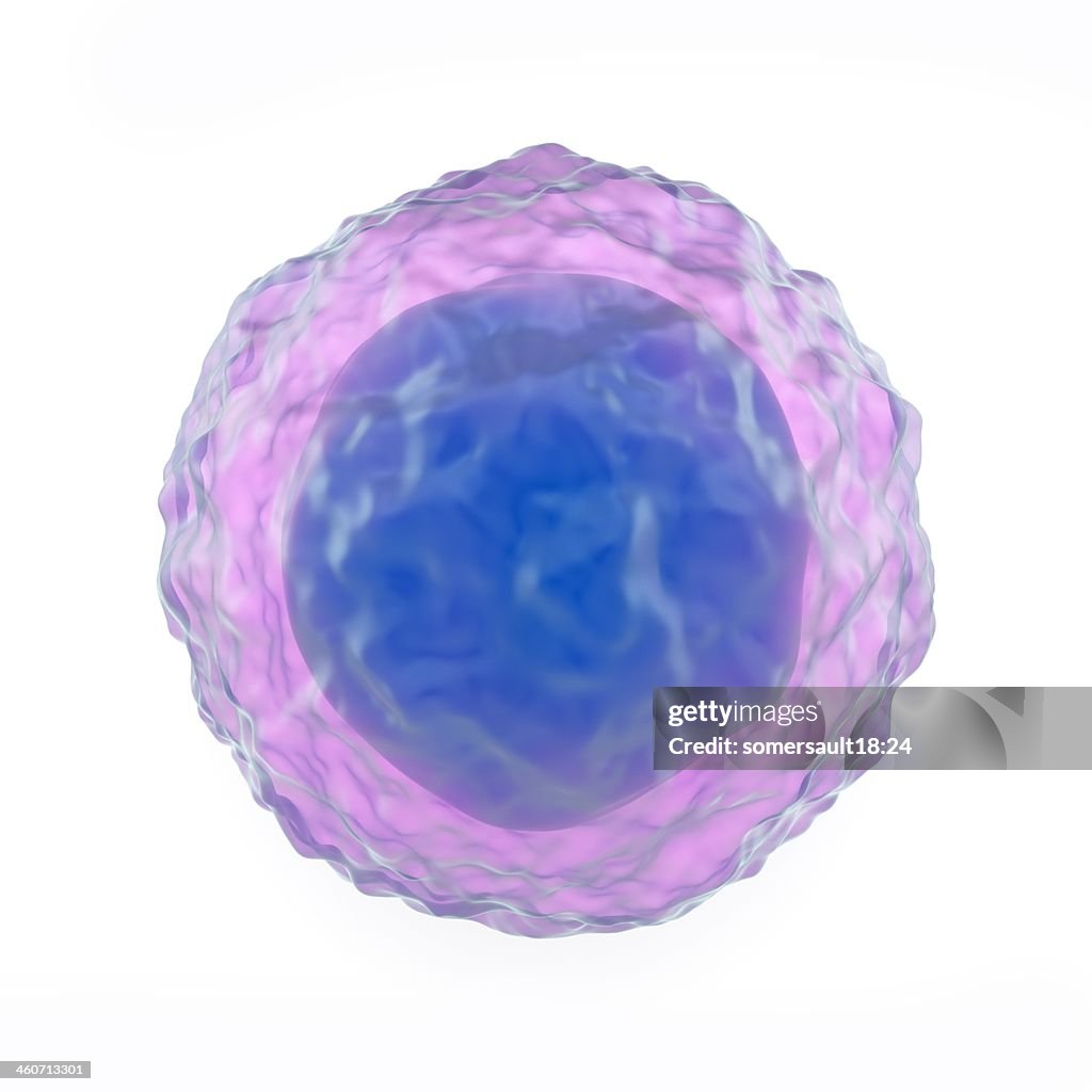 Lymphocyte white blood cell, artwork