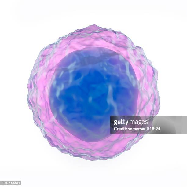 lymphocyte white blood cell, artwork - biological cell stock illustrations