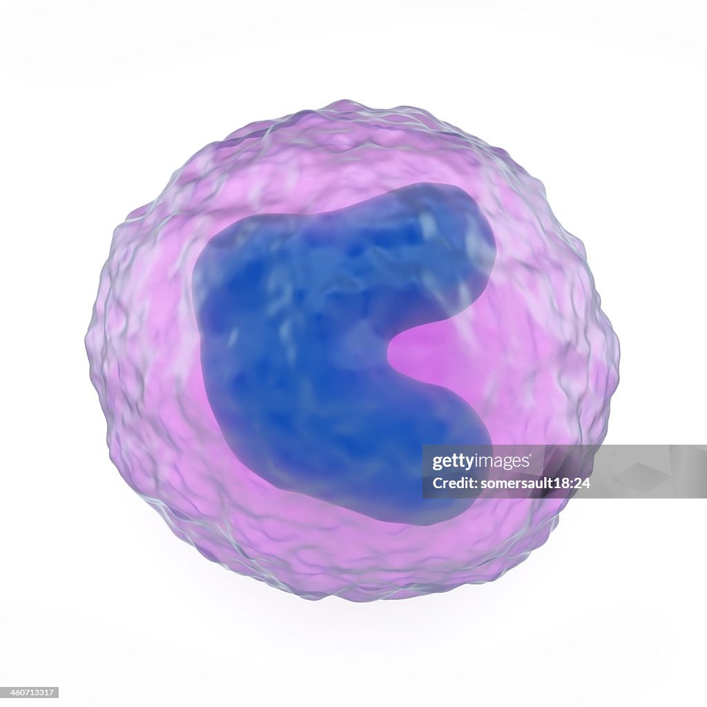 Monocyte white blood cell, artwork