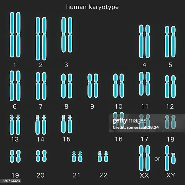 human karyotype, artwork - 染色体点のイラスト素材／クリップアート素材／マンガ素材／アイコン素材