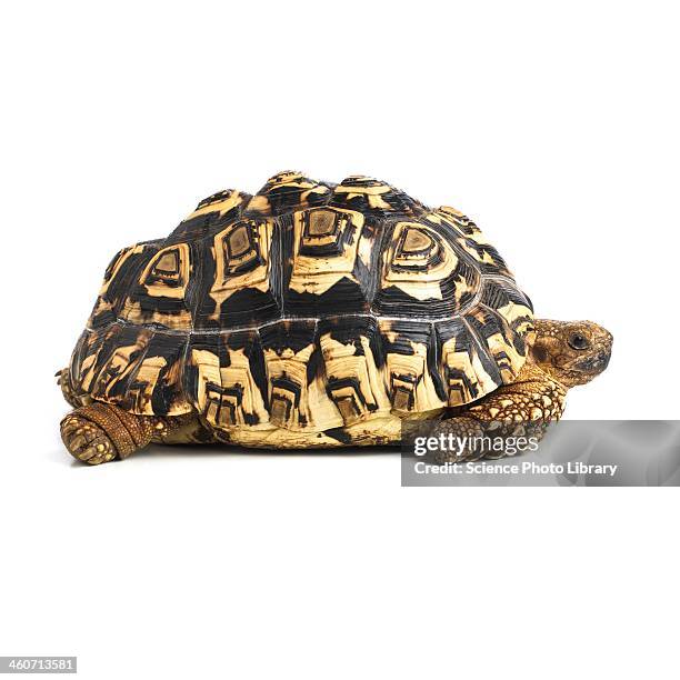 leopard tortoise - tortoise stock pictures, royalty-free photos & images