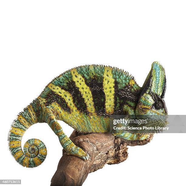 veiled chameleon - chameleon fond blanc photos et images de collection