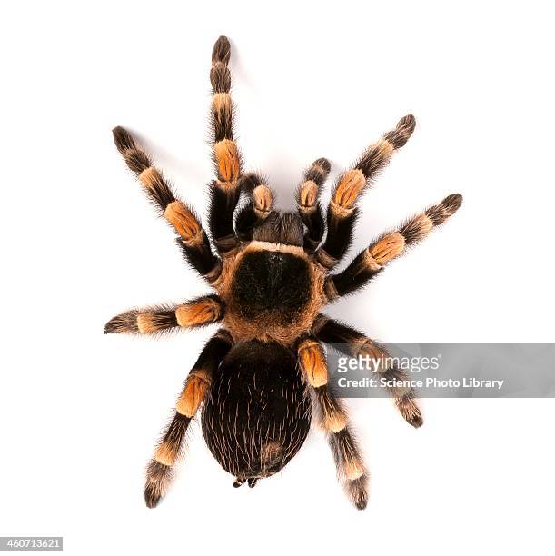 mexican redknee tarantula - tarantula stockfoto's en -beelden
