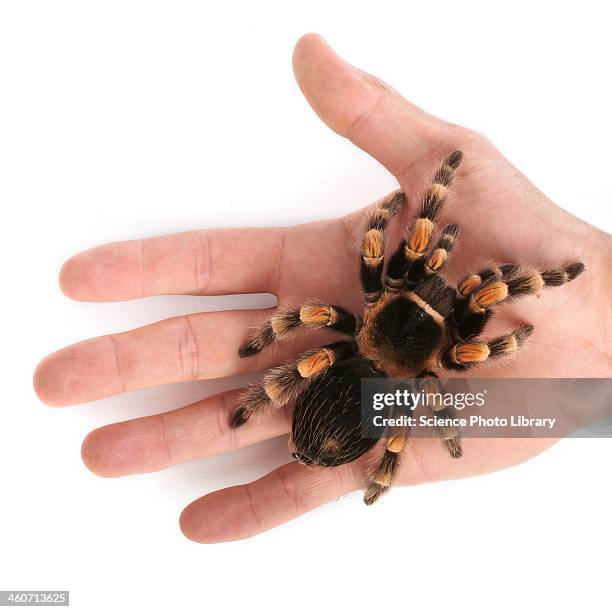 mexican redknee tarantula - tarantula stockfoto's en -beelden