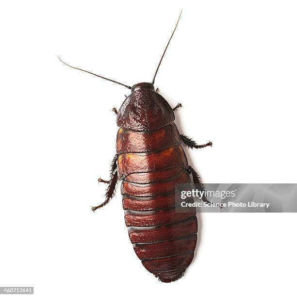 madagascar hissing cockroach - ゴキブリ ストックフォトと画像