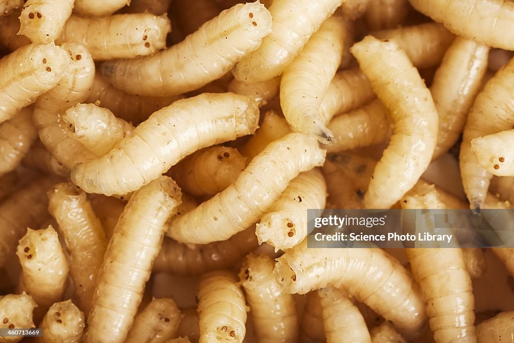 Maggots