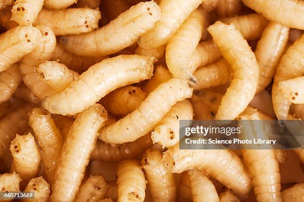 maggots - maggot stock pictures, royalty-free photos & images