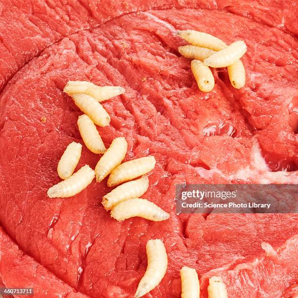 maggots on meat - made stock-fotos und bilder
