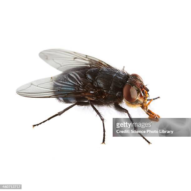 bluebottle fly - fly insect stock pictures, royalty-free photos & images
