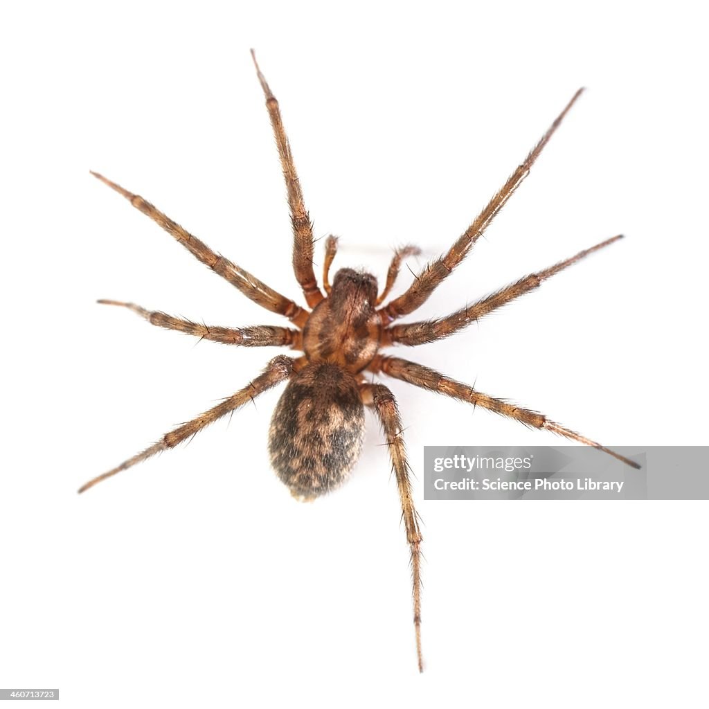 House spider