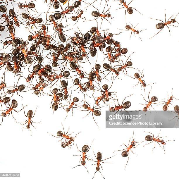 wood ants - große tiergruppe stock-fotos und bilder