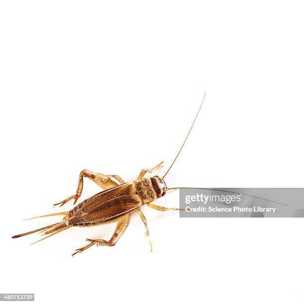 bush cricket - saltamontes fotografías e imágenes de stock