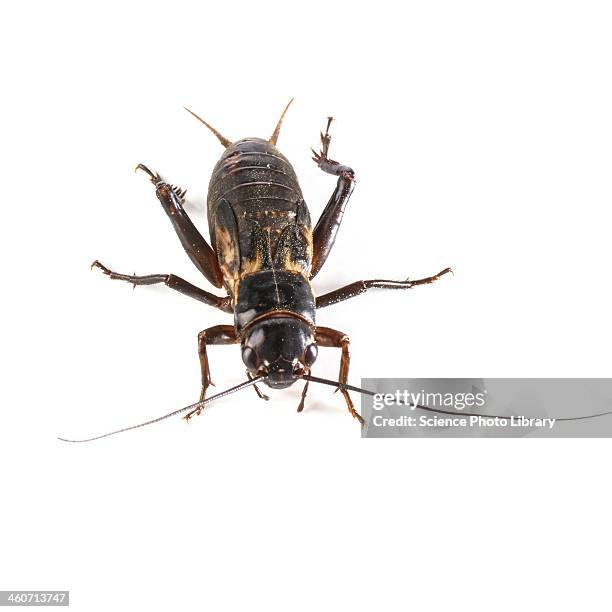 black field cricket - cricket bug stock pictures, royalty-free photos & images