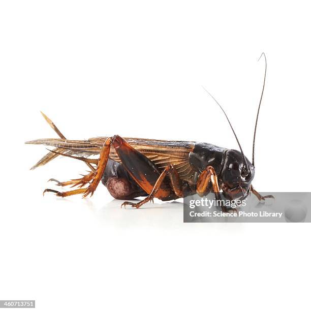 black field cricket - cricket bug stock pictures, royalty-free photos & images