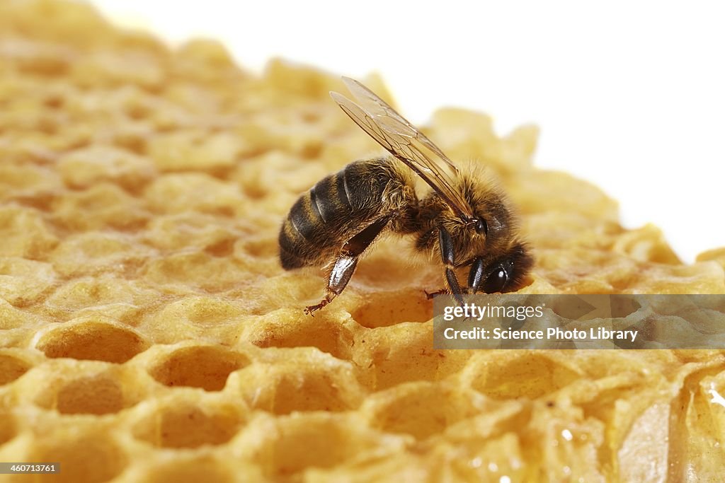 Honey bee on honeycomb