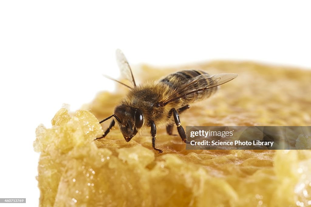 Honey bee on honeycomb