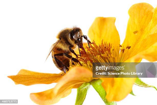 honey bee on a flower - bees on flowers stockfoto's en -beelden