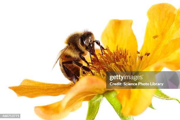 honey bee on a flower - bee on flower white background stock pictures, royalty-free photos & images