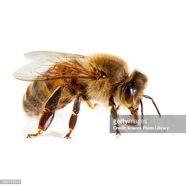 honey bee - honey bee stock pictures, royalty-free photos & images