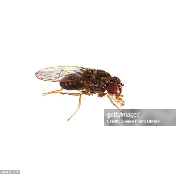 fruit fly - fruit flies stock pictures, royalty-free photos & images