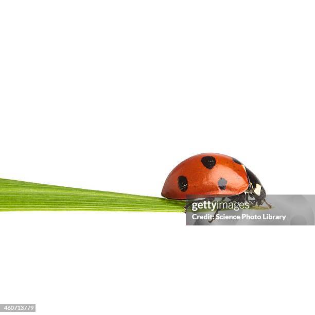 seven-spot ladybird - nyckelpiga bildbanksfoton och bilder