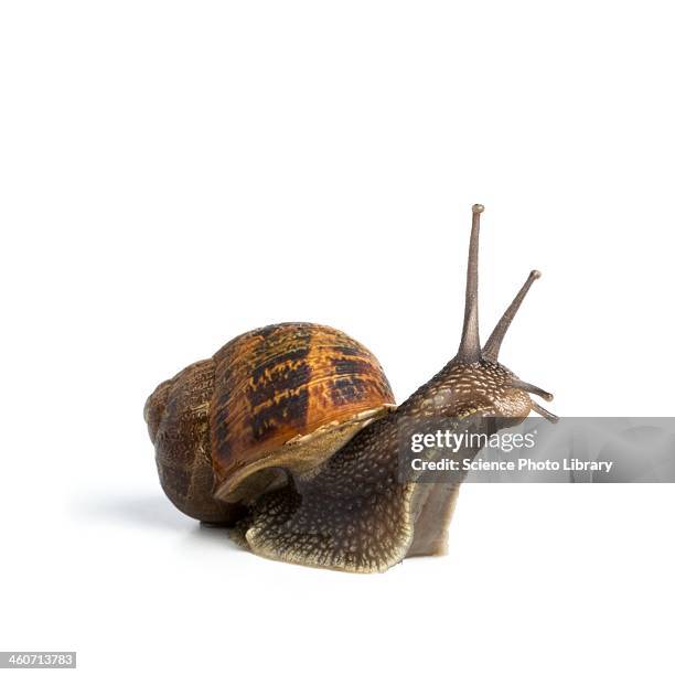 garden snail - weinbergschnecke stock-fotos und bilder