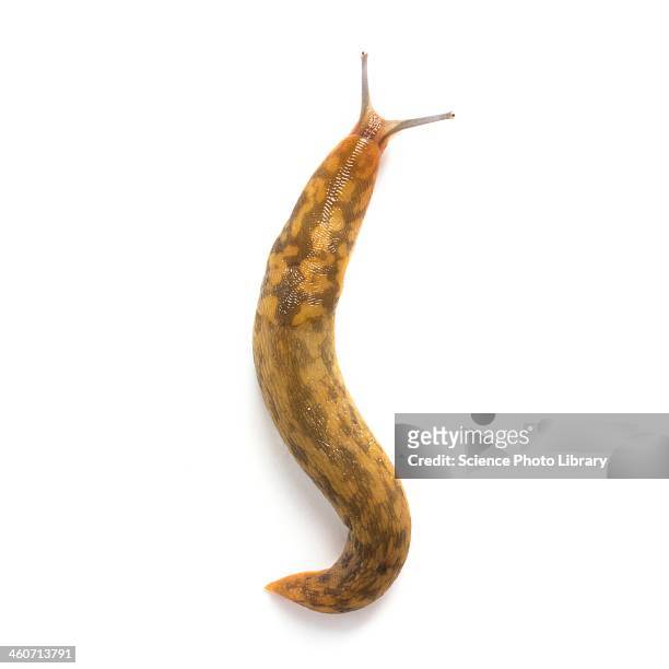 yellow slug - slugs bildbanksfoton och bilder