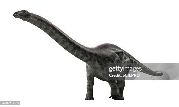 apatosaurus dinosaur, artwork - jurassic stock illustrations